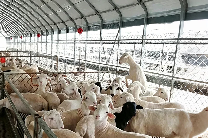 পশুসম্পদ গ্রীনহাউস
