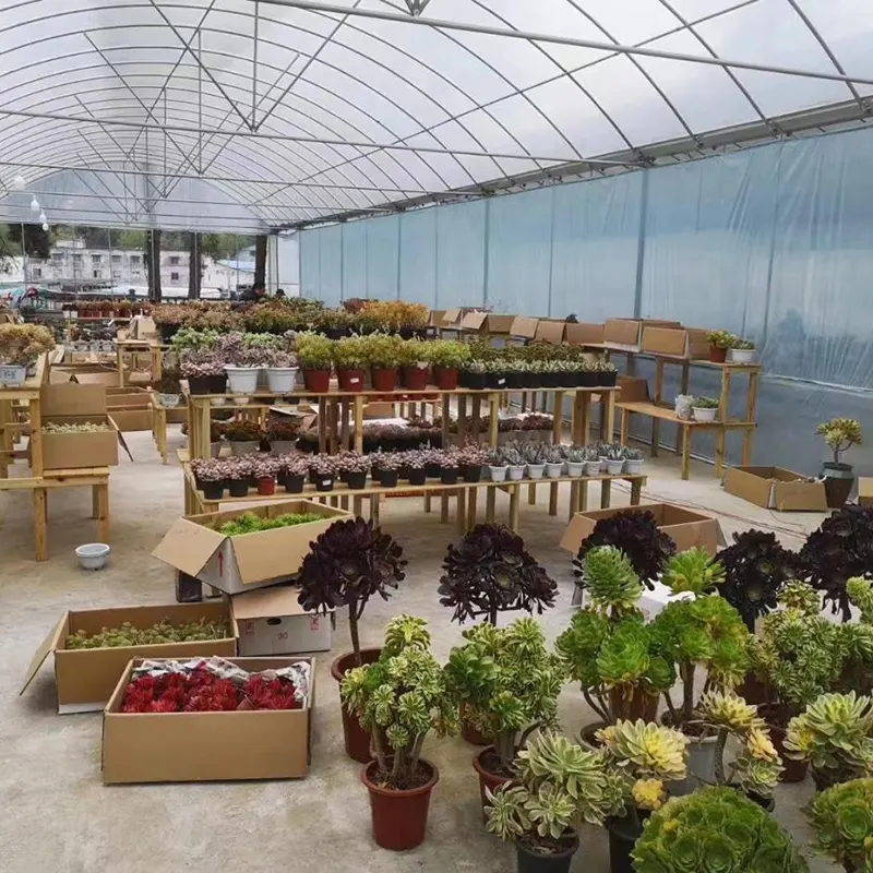 Large-Span Round-Arch Multi-Span Greenhouse