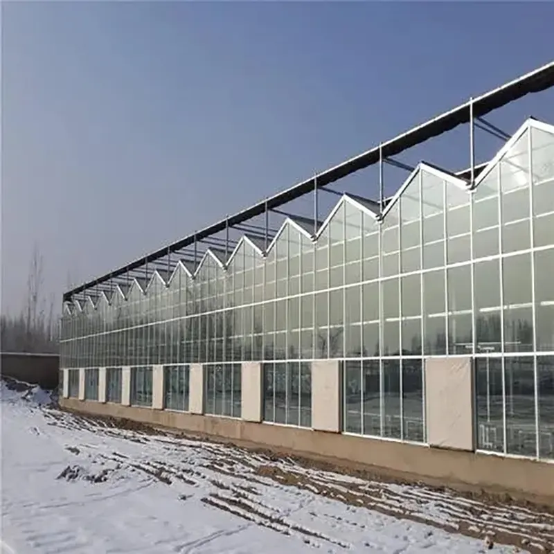 Single-Layer Glass Multi-Span Greenhouse