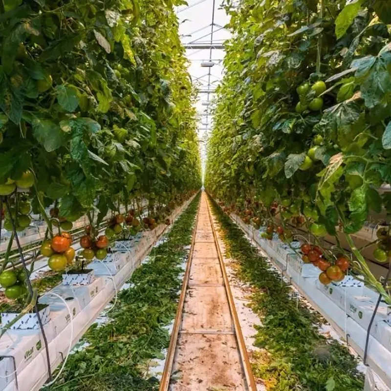 Semi-Slope Heat Storage Solar Greenhouse