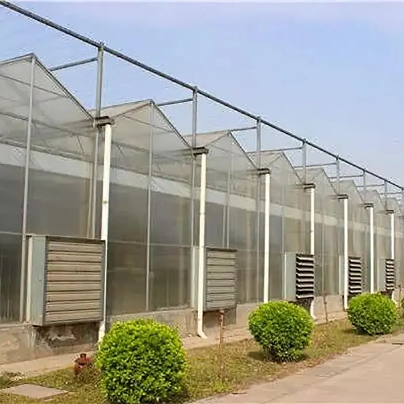 মাল্টি-রিজ ভেনলো-টাইপ মাল্টি-স্প্যান গ্রিনহাউস