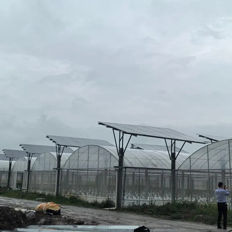ফটোভোলটাইক ছাদ সহ মাল্টি-স্প্যান গ্রিনহাউস