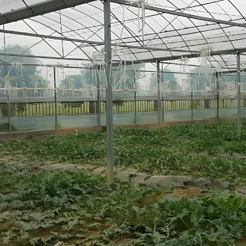 একক-স্প্যান তরমুজ চারা গ্রীনহাউস